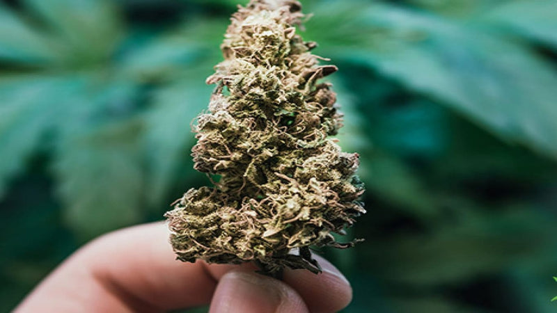 does weed go bad - cover