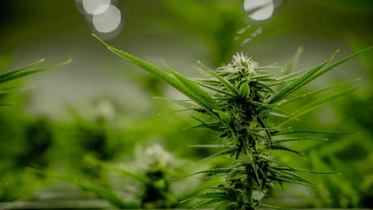 Environmental Impact Of Cannabis Cultivation, Processing, & Consumption - ATMOSIScience | 2-Way Humidity Control, Naturally