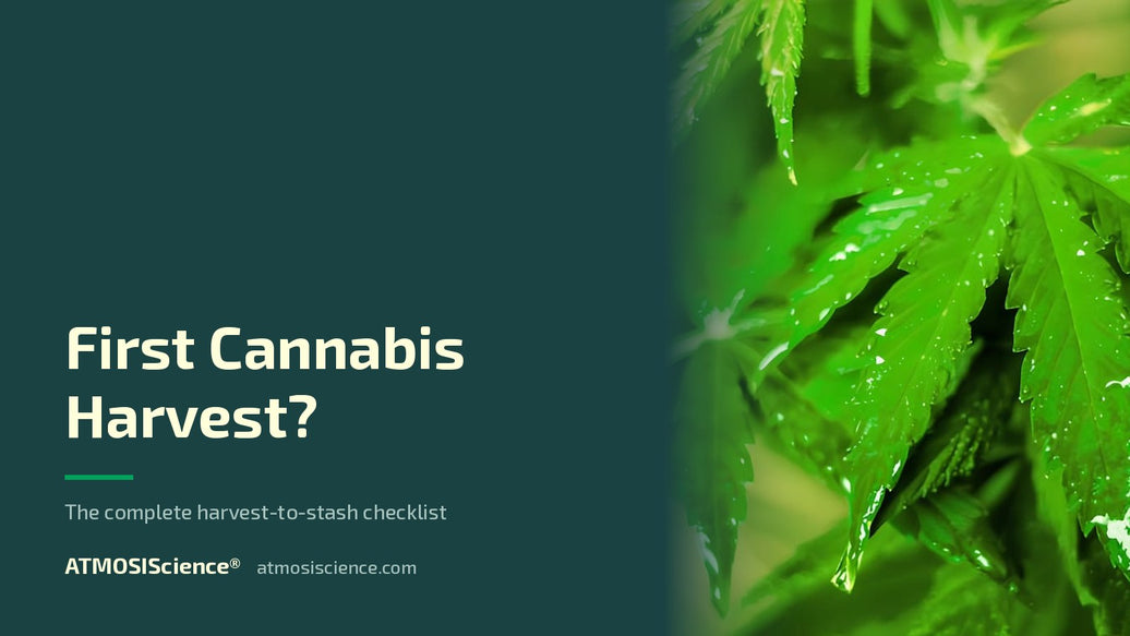 First cannabis harvest — the complete harvest-to-stash checklist | Humidi-Cure® 62% two-way humidity control