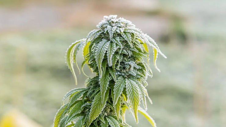growing cannabis in winter - cover