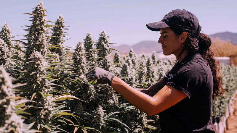  harvesting cannabis outdoor - cover