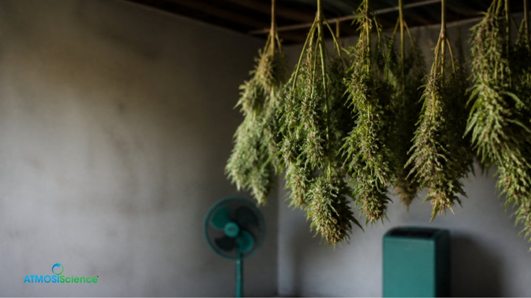 Cannabis branches hanging in a drying room with a fan and dehumidifier to reduce mold risk