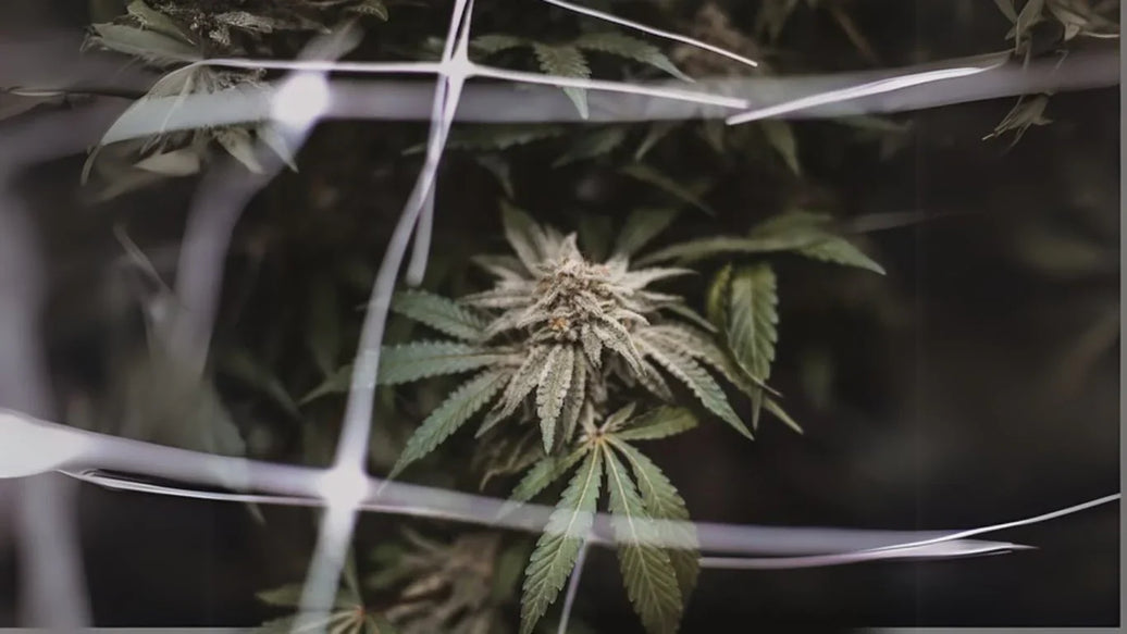 How to Avoid 5 Common Weed Drying Mistakes - ATMOSIScience | 2-Way Humidity Control, Naturally