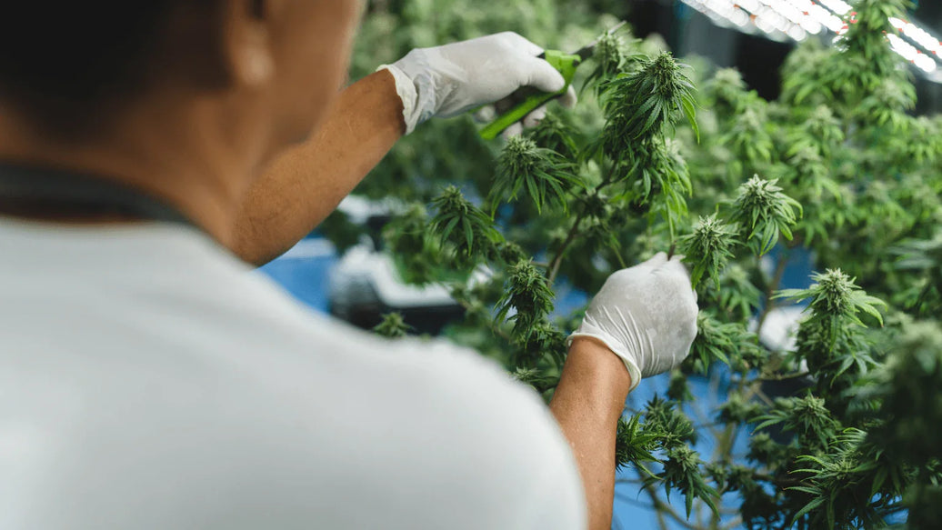 How to Choose Between Indoor or Outdoor Cannabis Growing? - ATMOSIScience | 2-Way Humidity Control, Naturally