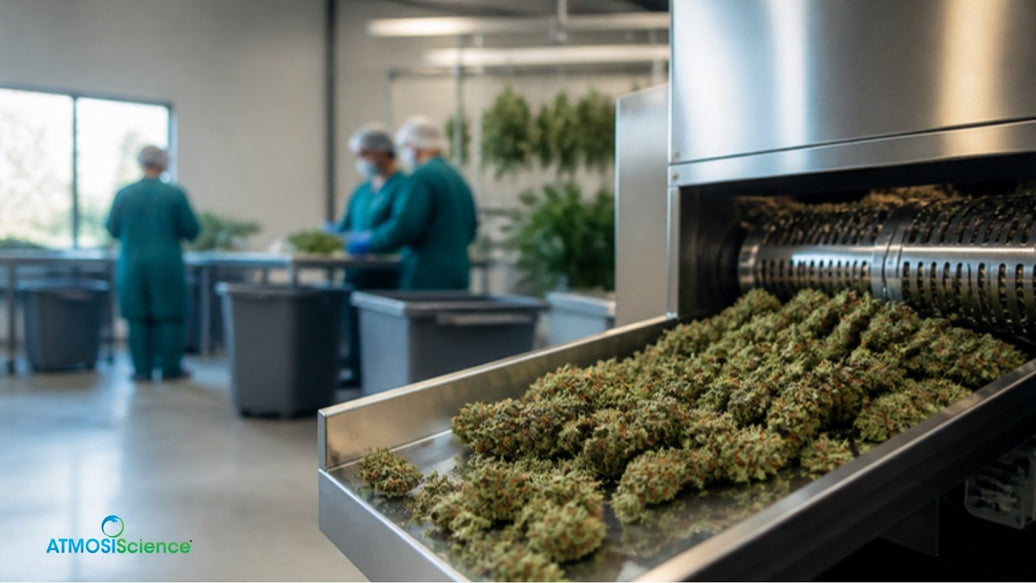 Stainless cannabis processing equipment with buds on a conveyor in a commercial processing room