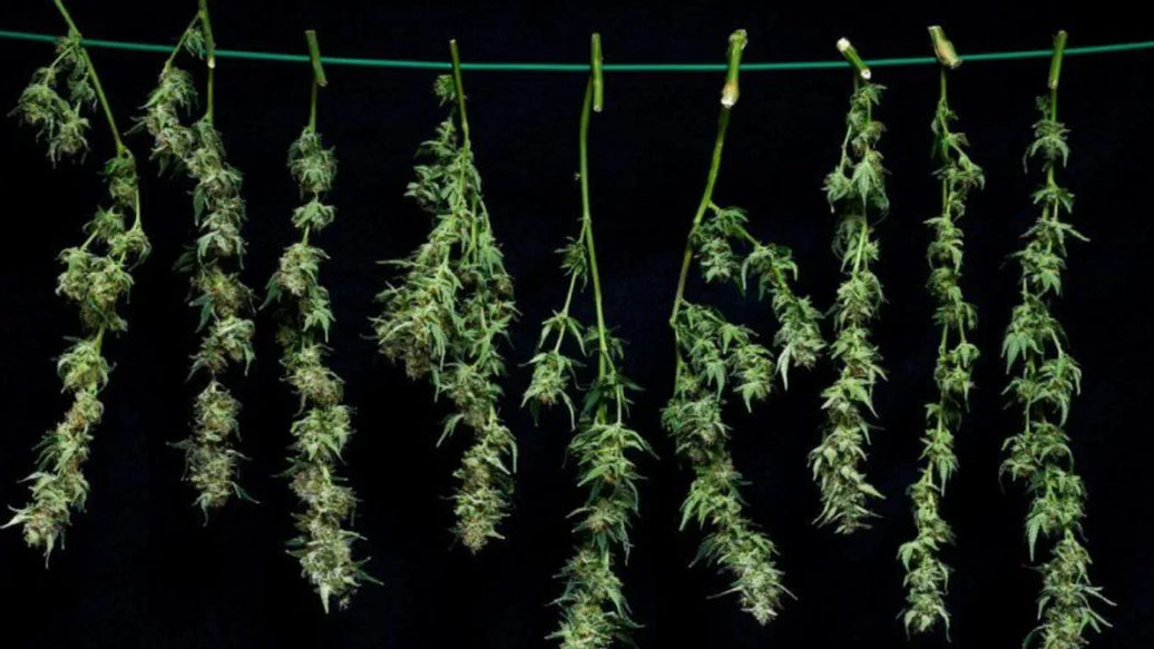 How To Cure & Dry Your Cannabis Buds Successfully - ATMOSIScience | 2-Way Humidity Control, Naturally