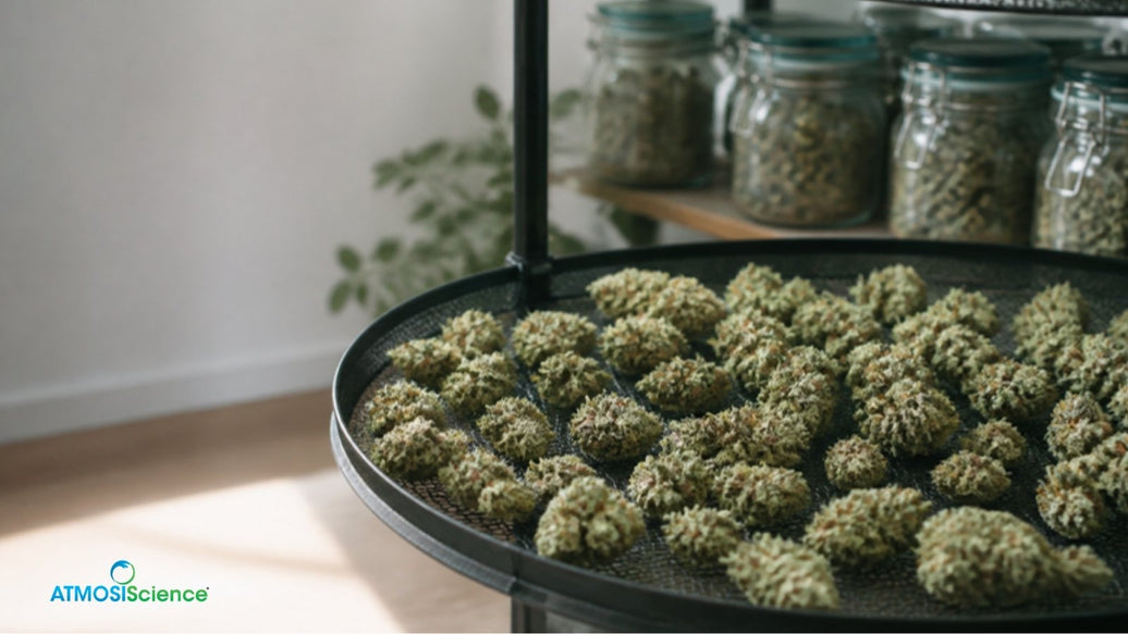 Cannabis buds on a mesh drying rack with curing jars behind, ready to cure and dry