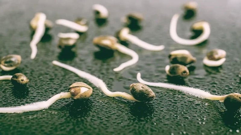 how to germinate weed seeds - cover