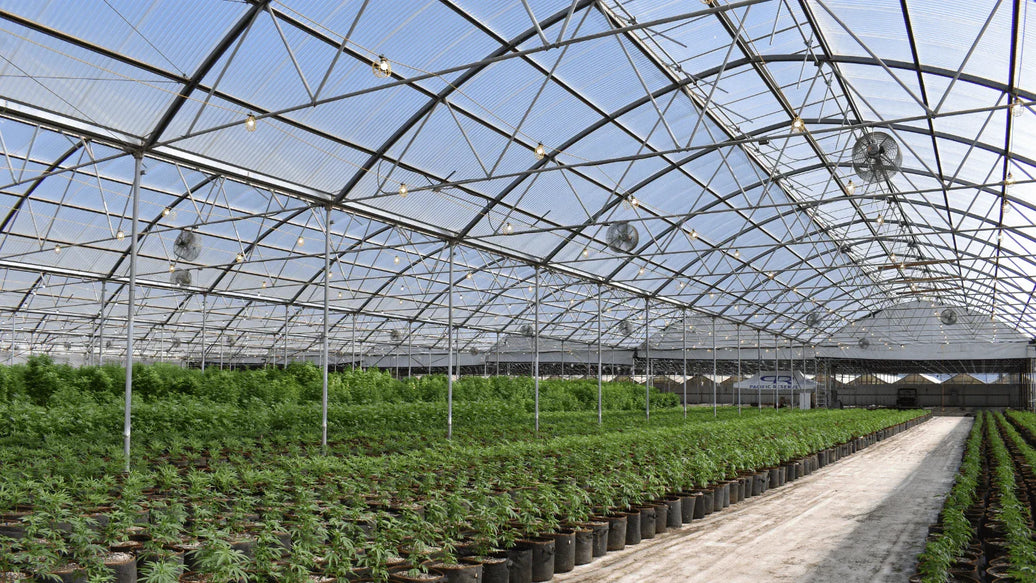 How to Optimize Climate Conditions for High-Yield Hemp Cultivation - ATMOSIScience | 2-Way Humidity Control, Naturally