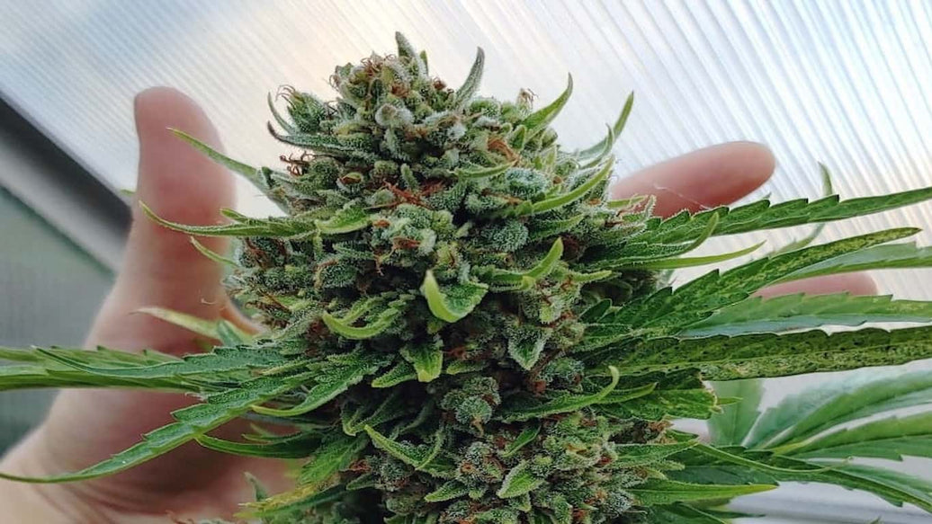 how to harvest cannabis and dry it - cover