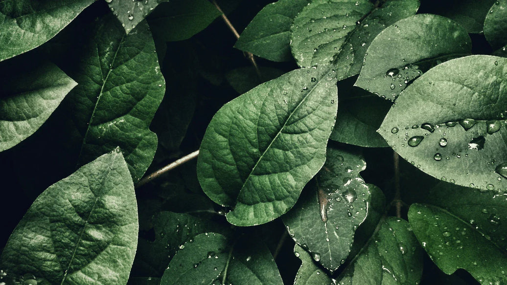 Humidity and Dust: Key Impacts on Health and Air Quality - ATMOSIScience | 2-Way Humidity Control, Naturally