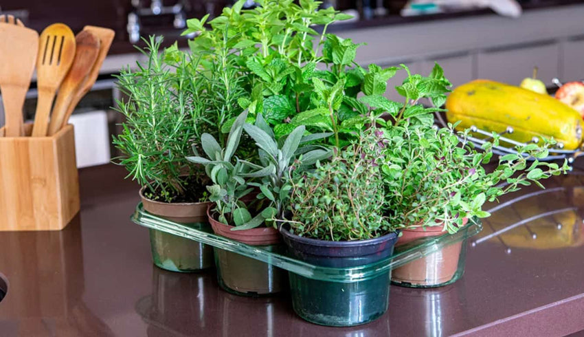 indoor herb and spice garden - cover