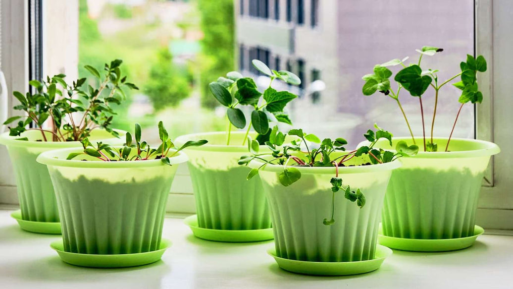 indoor herb and vegetable garden - cover