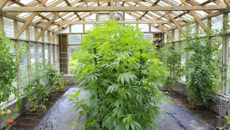 Indoor Plant Garden - cover
