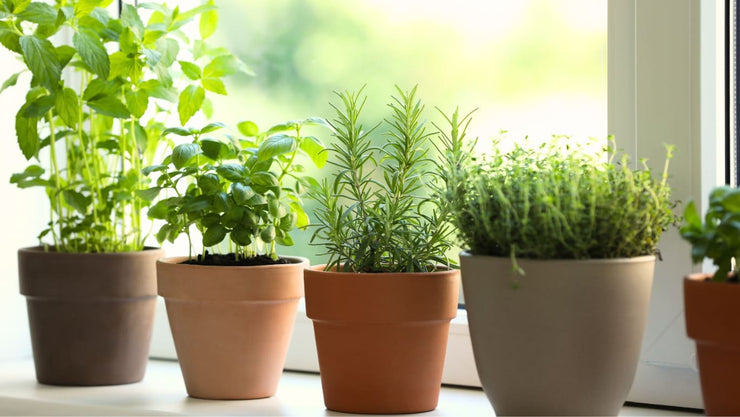 indoor potted herb garden - cover