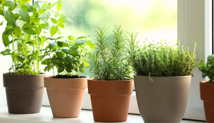 indoor potted herb garden - cover