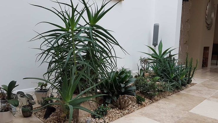 indoor small garden - cover