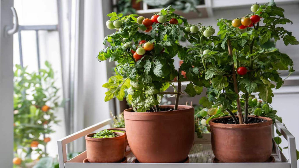 indoor tomato garden - cover
