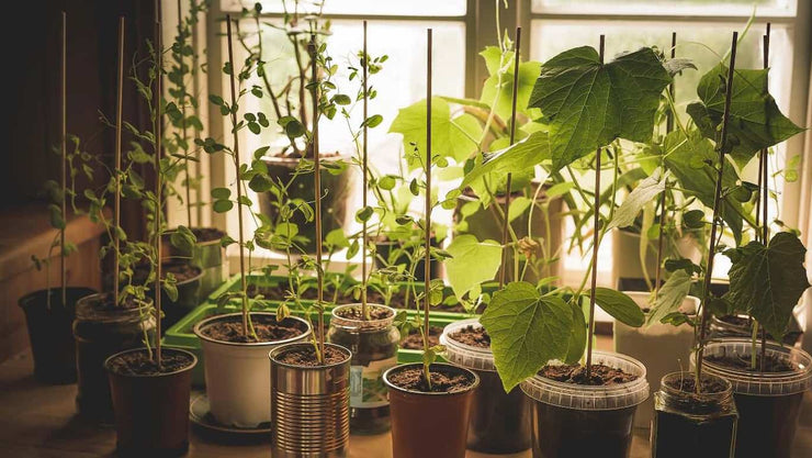 indoor vegetable gardening - cover