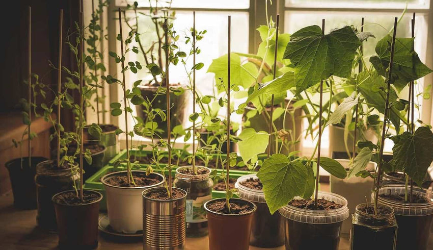 indoor vegetable gardening - cover