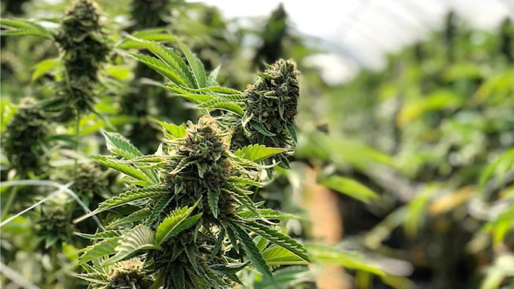 last flowering - cover