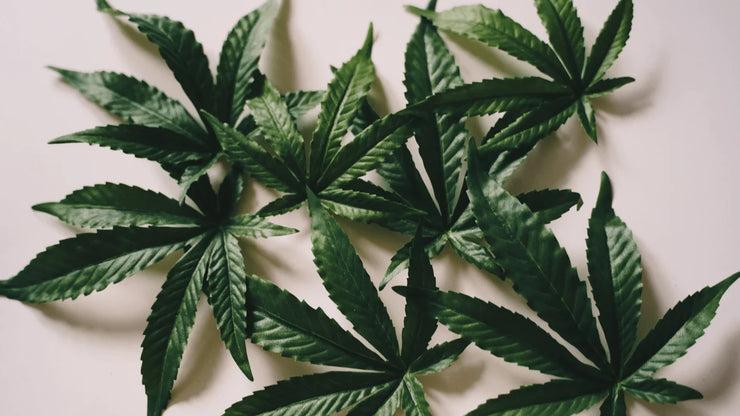 Mastering Cannabis Best Humidity for Potency and Longevity - ATMOSIScience | 2-Way Humidity Control, Naturally