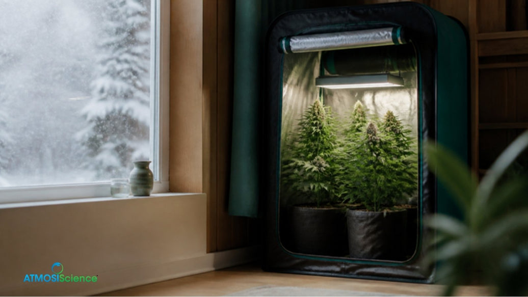 Indoor grow tent with healthy plants beside a snowy window, growing cannabis in winter