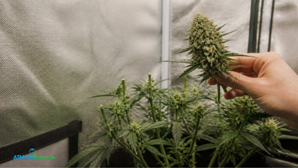 Hand holding a freshly cut top bud from a cannabis plant, partial harvest cannabis method
