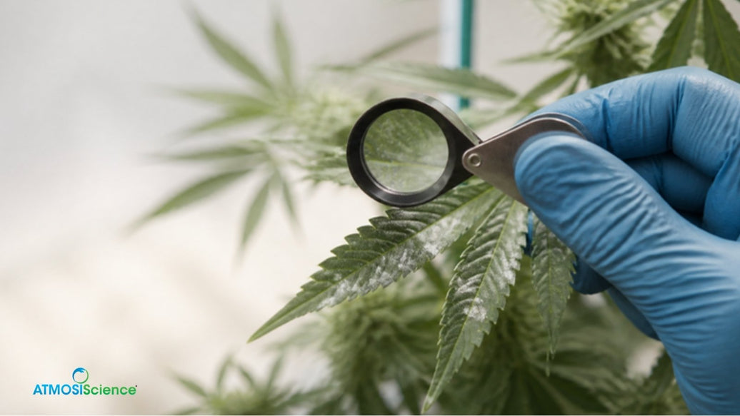Gloved hand inspecting powdery mildew on cannabis fan leaves with a magnifying loupe