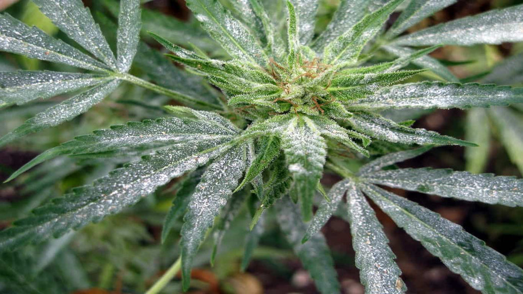 powdery mildew on cannabis - cover