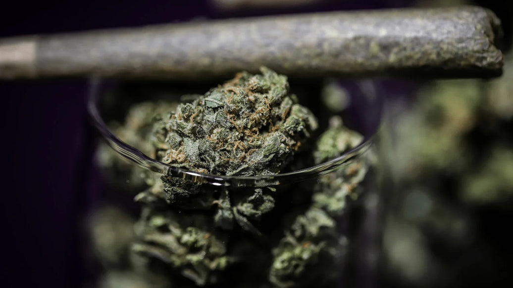 Sticky Weed Vs. Dry Weed: What’s The Difference? - ATMOSIScience | 2-Way Humidity Control, Naturally