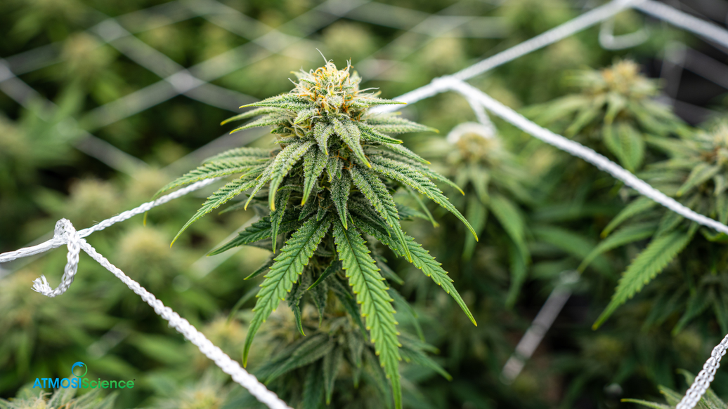 How Cultivators Preserve Terpenes in Long-Term Cannabis Storage