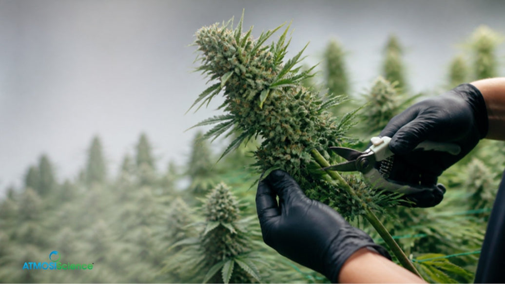 Hands cutting a mature cannabis branch with pruning shears during cannabis harvest