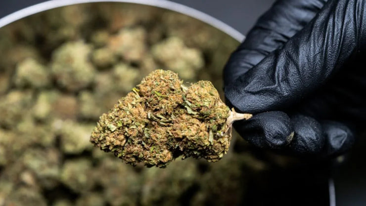 The Way You’re Storing Weed Might Be Causing Mold - ATMOSIScience | 2-Way Humidity Control, Naturally