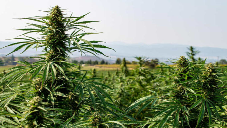 tips for harvesting cannabis - cover