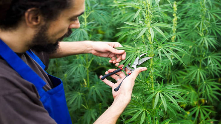 trimming cannabis - cover