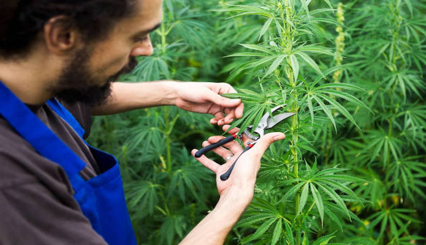 trimming cannabis - cover