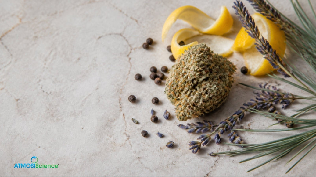 Cannabis bud surrounded by lemon peel, pepper, lavender and pine, illustrating the entourage effect