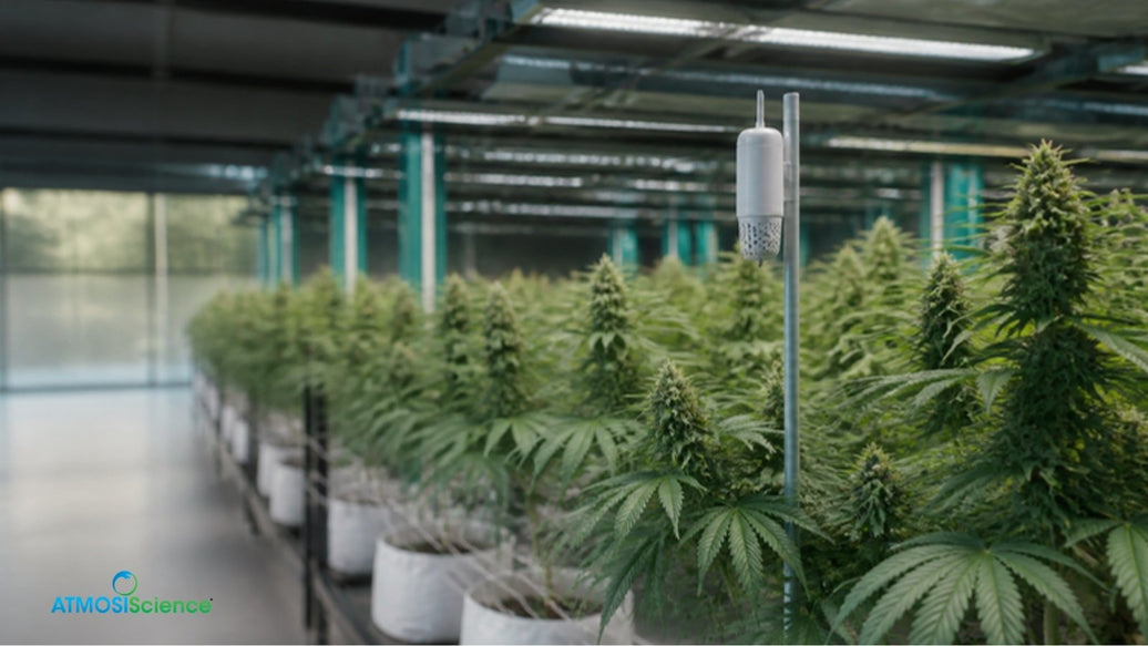 Rows of indoor cannabis plants under LED lights with an environmental sensor for air humidity control