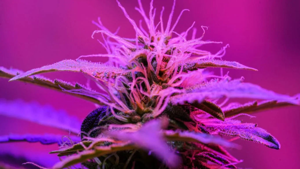 What Exactly Are Cannabis Terpenes? - ATMOSIScience | 2-Way Humidity Control, Naturally