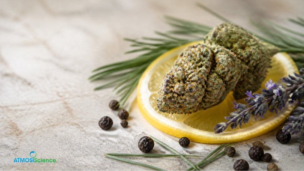 Cannabis bud with lemon, lavender, pepper and pine, showing the aromas of cannabis terpenes