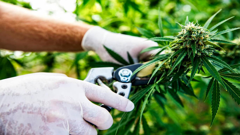 when to harvest cannabis - cover