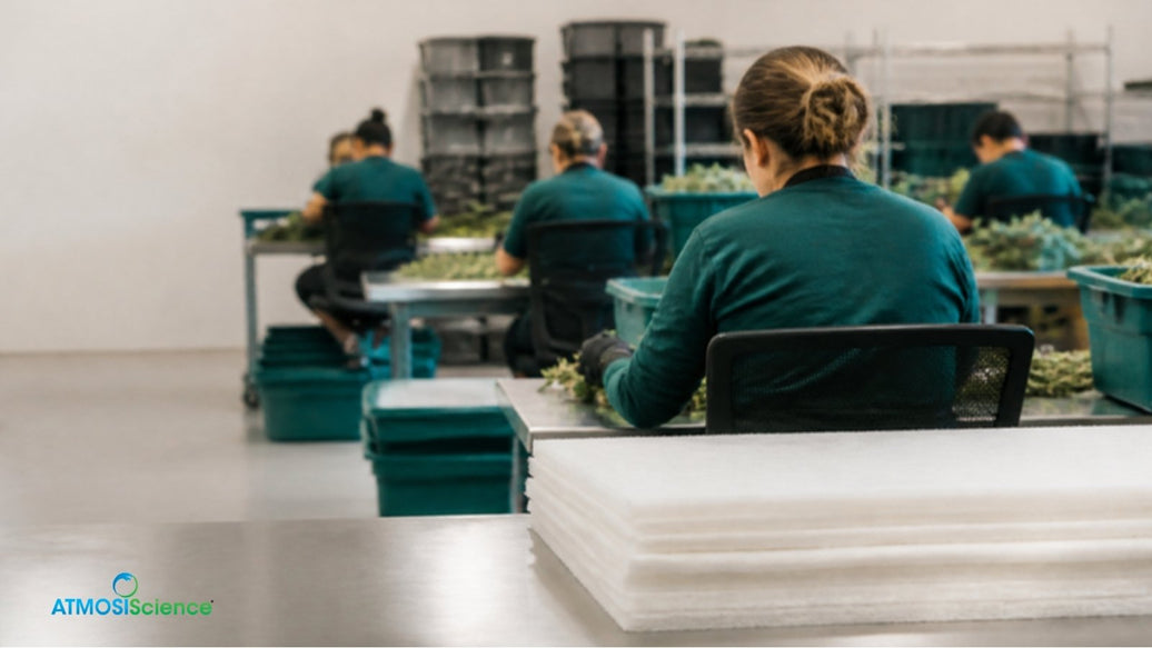 Commercial cure room with stacked bins and trimmers at work, cannabis growers rethinking humidity
