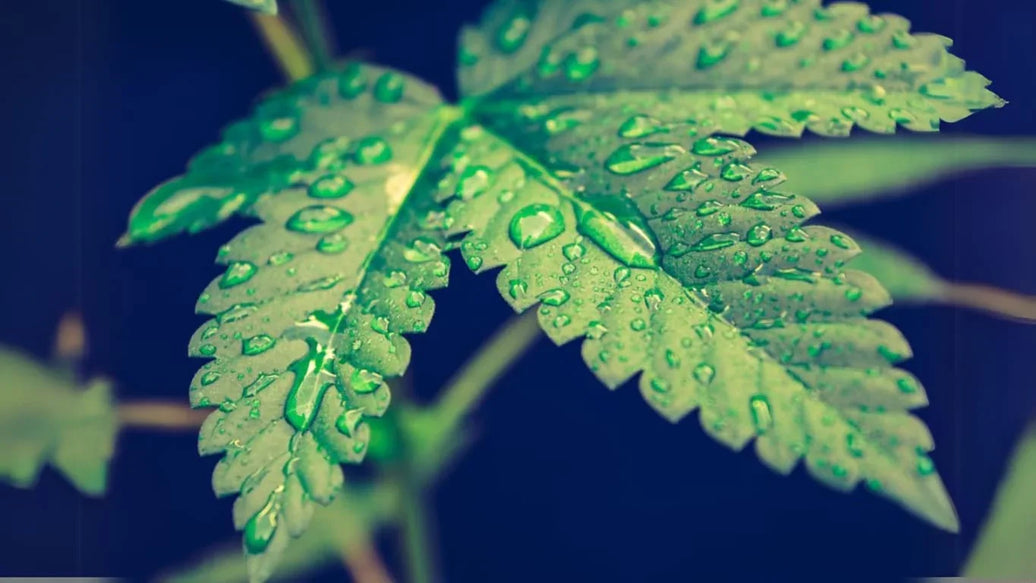 Why Your Weed Needs 2-Way Humidity Control Solutions - ATMOSIScience | 2-Way Humidity Control, Naturally