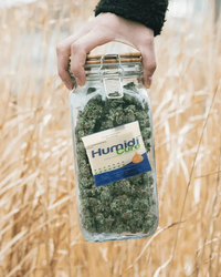 Carton of Humidi - Cure™ 62% for Cannabis - ATMOSIScience | 2 - Way Humidity Control, Naturally