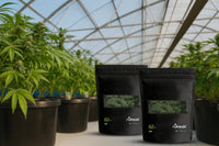 ruksak™ RH 62% for Cannabis | 1 LB | 2pcs